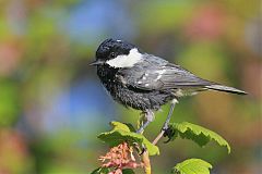 Coal Tit